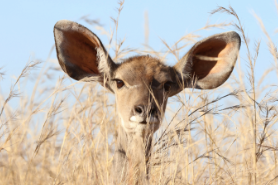Are you a good listener?